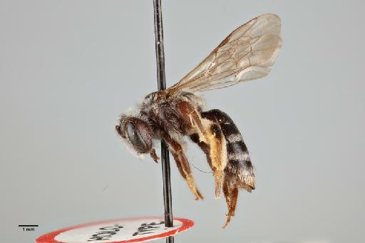 Andrena (Tarsandrena) angarensis Cockerell, T., 1929 - 014025073_lateral