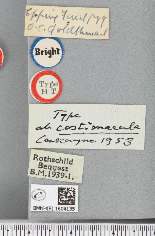 Xanthorhoe designata ab. costimacula Cockayne, 1953 - BMNHE_1604135_label_311696