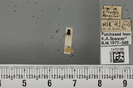 Melanagromyza angeliciphaga Spencer, 1969 - BMNHE_1470155_44706