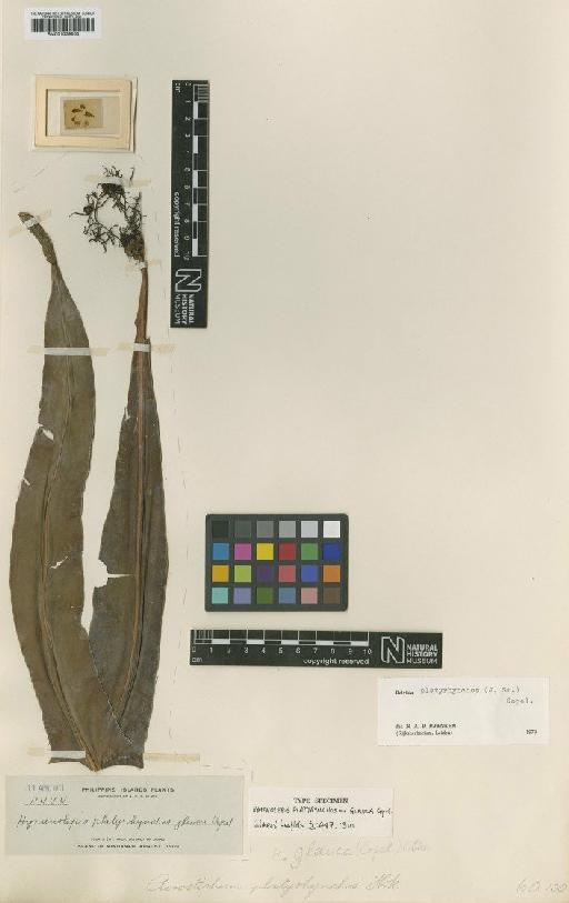 Belvisia glauca (Copel.) Copel. - BM001039850