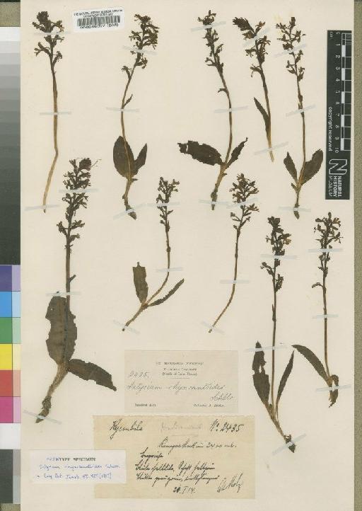 Satyrium rhynchantoides Schltr. - BM000046027