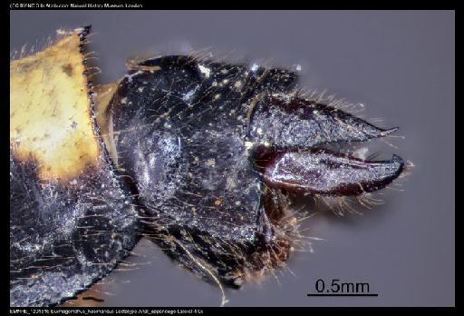 Burmagomphus hasimaricus Fraser, 1926 - BMNHE_1201816-Burmagomphus_hasimaricus-Lectotype-Anal_appendage-Lateral-4.0x