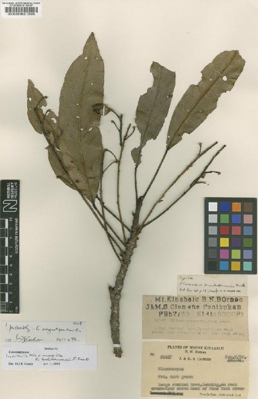 Elaeocarpus sadikanensis R.Knuth - BM000528992