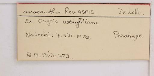 Rolaspis anacantha De Lotto, 1956 - 010714437_additional