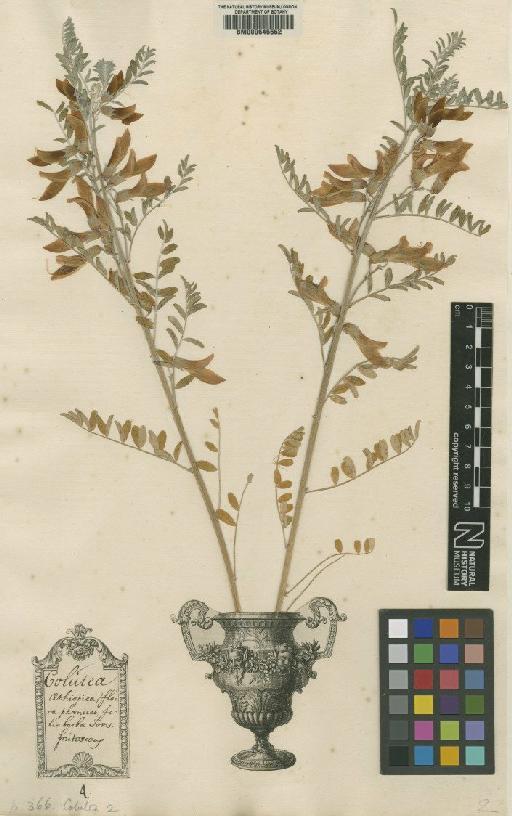 Colutea frutescens L. - BM000646652