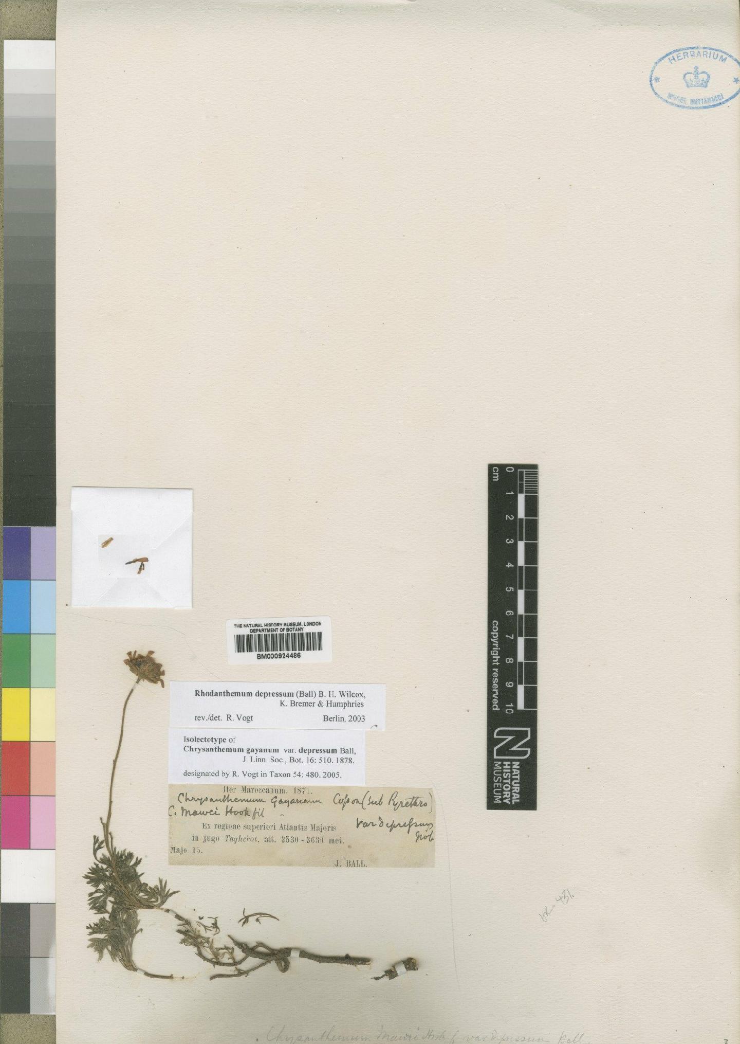 To NHMUK collection (Chrysanthemum depressum (Ball) Lindb; Isolectotype; NHMUK:ecatalogue:4529497)