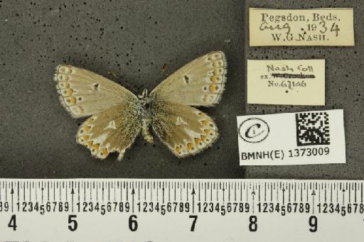 Polyommatus icarus icarus (Rottemburg, 1775) - BMNHE_1373009_169064