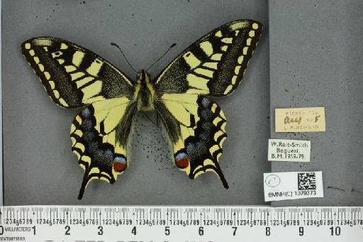 Papilio machaon britannicus ab. melanosticta Reverdin, 1910 - BMNHE_1079373_64278