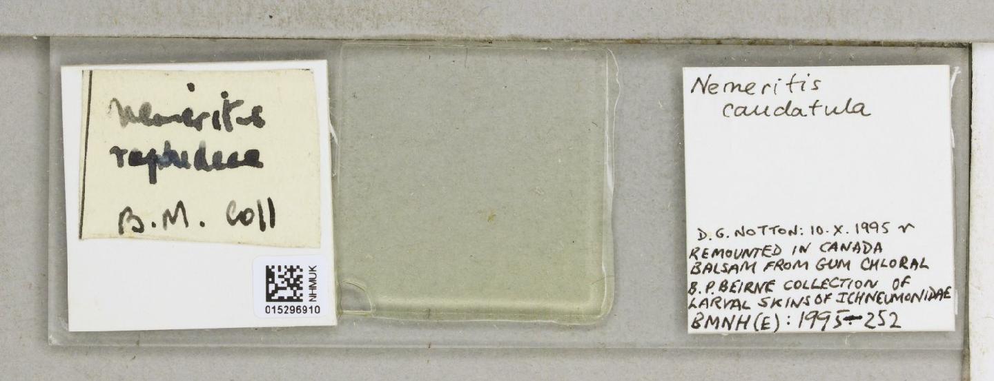 Nemeritis caudatula