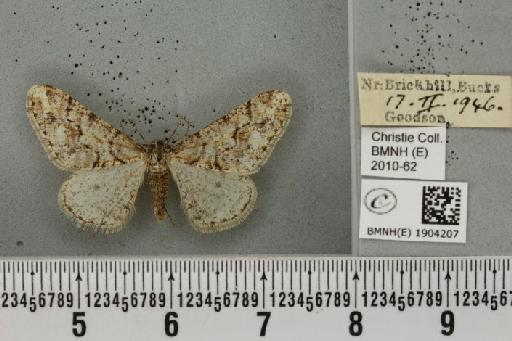 Agriopis leucophaearia (Denis & Schiffermüller, 1775) - BMNHE_1904207_463334