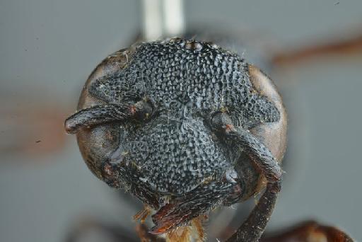 Zethus trimaculatus Cameron, P., 1904 - Zethus_trimaculatus_holotype_face_Yeh