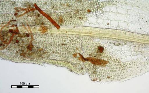 Syrrhopodon semperi Müll.Hal. - Syrrhopodon semperi_BM000675254margin.jp