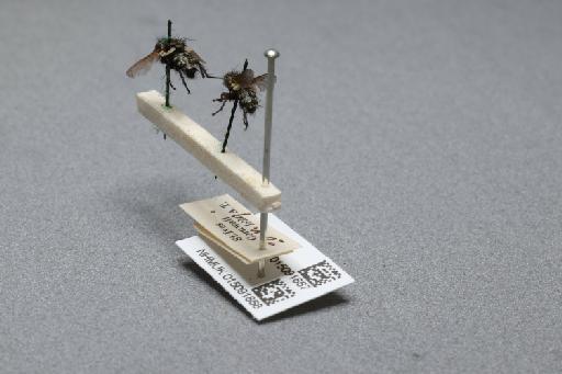 Sarcophaga (Myorhina) nigriventris Meigen, 1826 - 015091867_additional_2