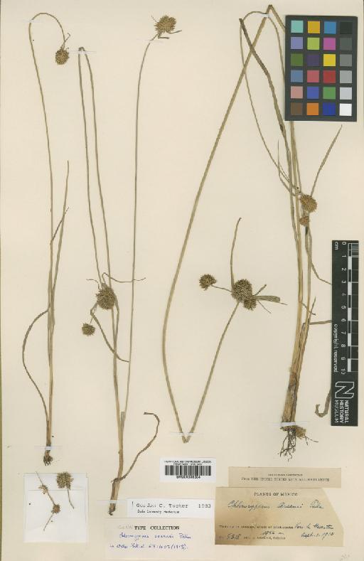 Mariscus ischnos (Schltdl.) C.B.Clarke - BM000938334