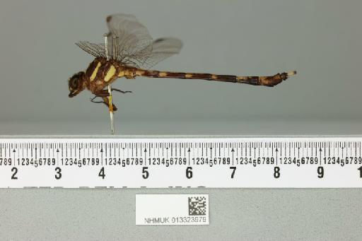 Negomphoides appendiculatus Kirby, 1899 - 013323979_lateral