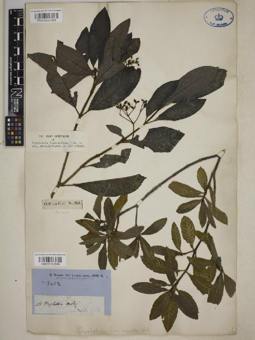Psychotria loniceroides Sieber ex C.DC. - BM012557008