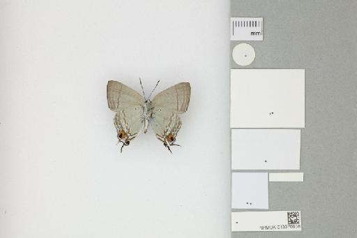 Hypolycaena phorbas furvae Tennent, 2016 - 013376838_Hypolycaena_phorbas_furvae_Tennent_2016_PT_1