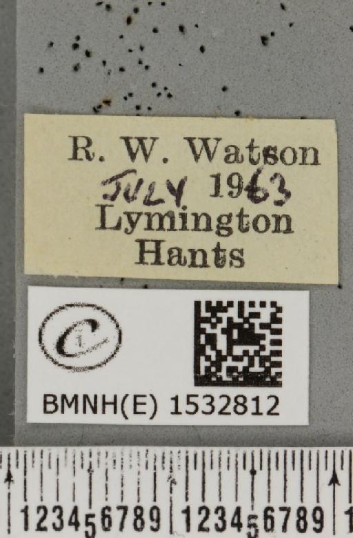 Watsonalla binaria (Hufnagel, 1767) - BMNHE_1532812_label_187789