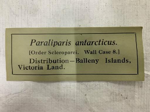 Paraliparis antarcticus Regan, 1914 - BMNH 2021.8.31.166, Paraliparis antarcticus, gallery label