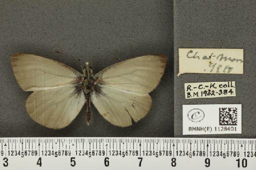 Pieris napi sabellicae ab. fumosa Thompson, 1947 - BMNHE_1128401_81444