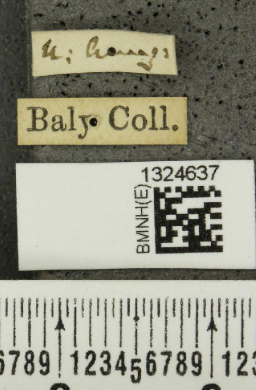 Aristobrotica belemea (Gahan, 1891) - BMNHE_1324637_label_23302