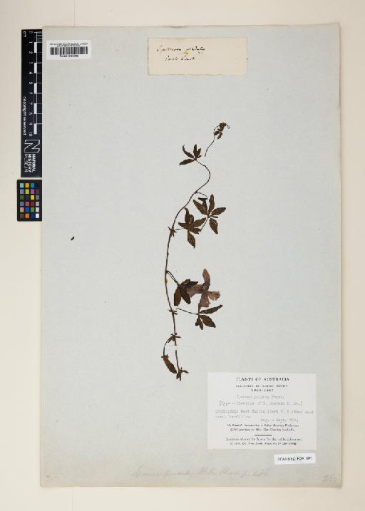 Ipomoea cairica (L.) Sweet - 001040643