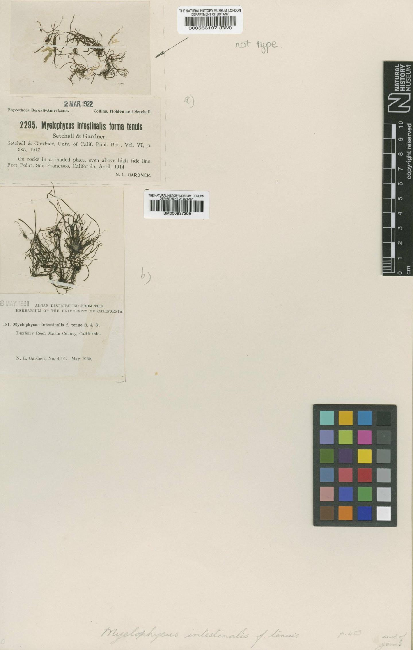 To NHMUK collection (Melanosiphon intestinalis f. tenuis (Setch. & N.L.Gardner) M.J.Wynne; Syntype; NHMUK:ecatalogue:472747)