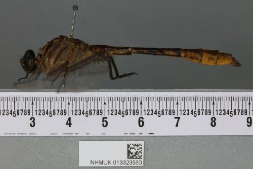 Dromogomphus armatus Selys, 1854 - 013323550_lateral