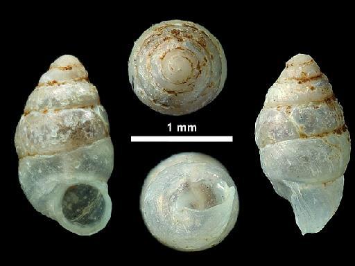 Diplommatina (Nicida) subovata Beddome, 1875 - 1875.3.6.46, LECTOTYPE & PARALECTOTYPES, Diplommatina (Nicida) subovata Beddome, 1875