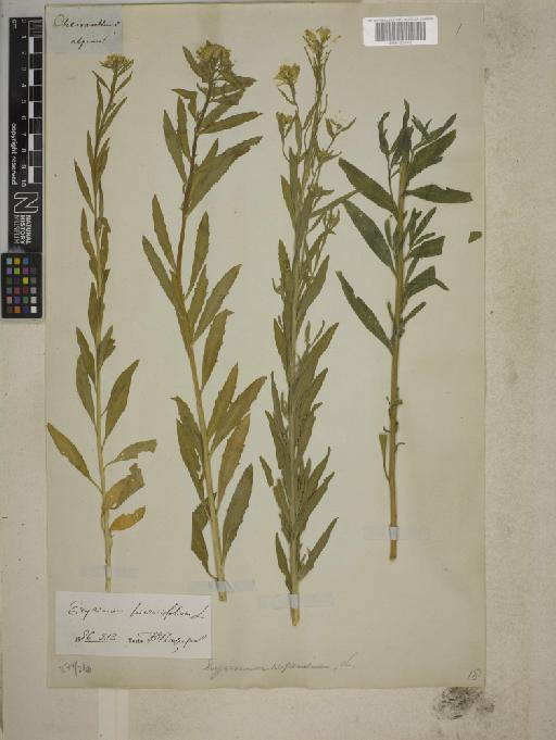Erysimum hieracifolium L. - BM001255645