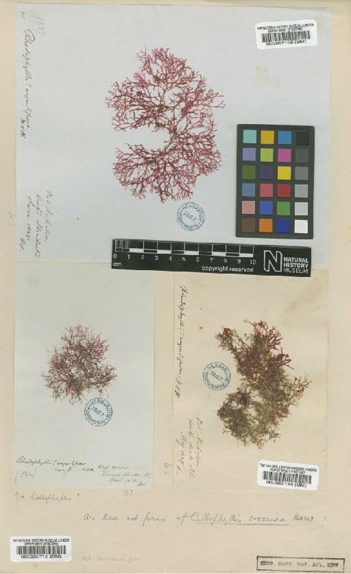 Callophyllis angustifrons (Hook.f. & Harv.) South & N.M.Adams - BM000530712