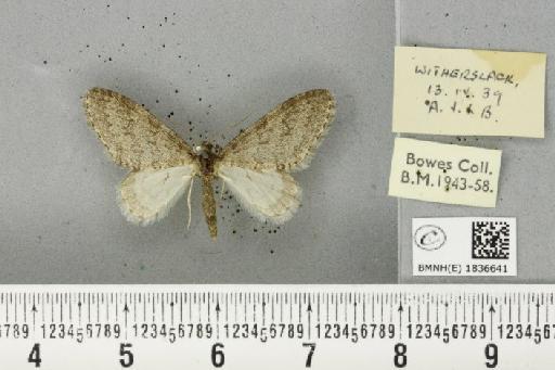 Trichopteryx carpinata ab. obscura Lempke, 1950 - BMNHE_1836641_409678