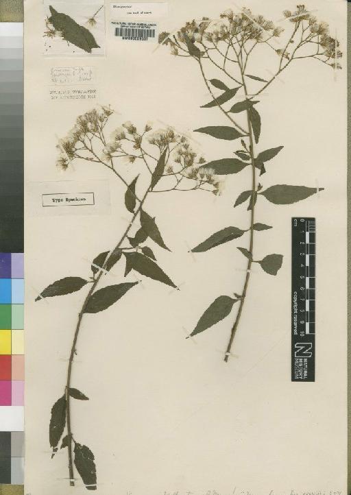 Vernonia wollastoni Moore - BM000629507