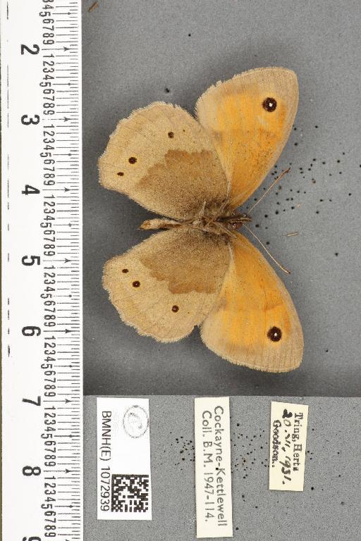 Maniola jurtina insularis ab. infra-impunctata Lempke, 1950 - BMNHE_1072939_39683
