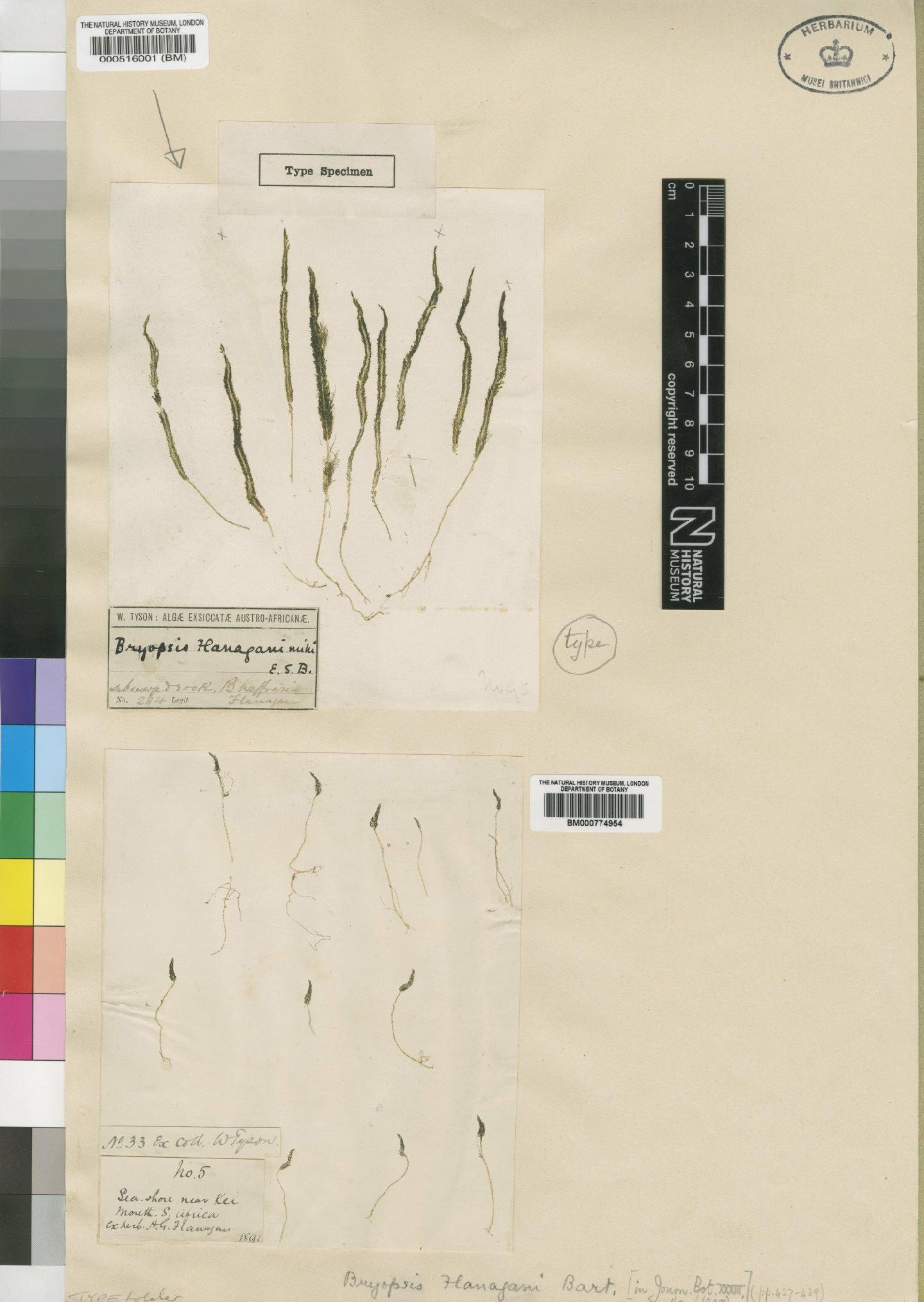 To NHMUK collection (Bryopsis flanaganii Barton; Holotype; NHMUK:ecatalogue:4829818)