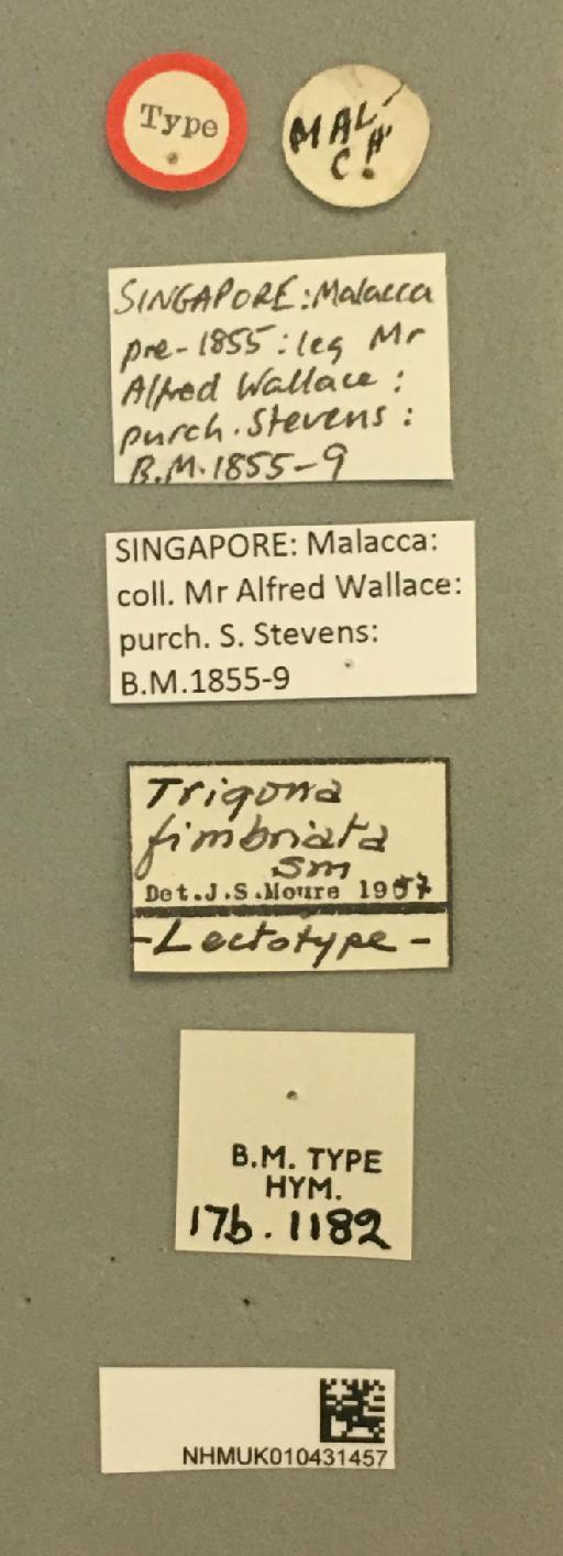 Trigona fimbriata Smith, F., 1857 - 010431457_Trigona_fimbriata_LECTOTYPE_Front