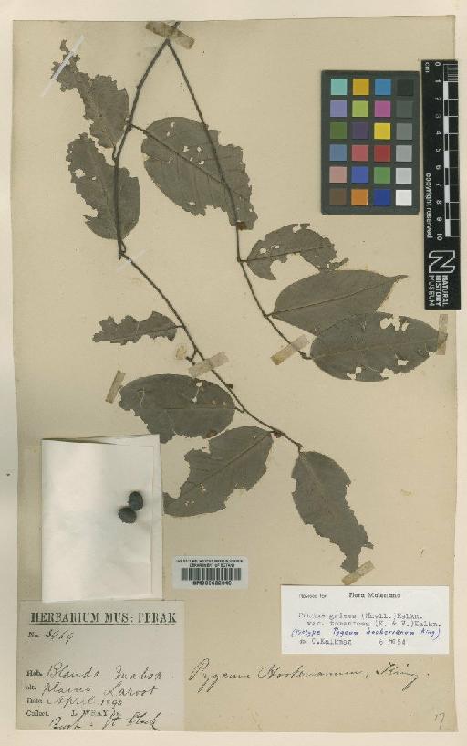 Prunus grisea var. tormentosa (Koord. & Valeton) Kalkman - BM000622049