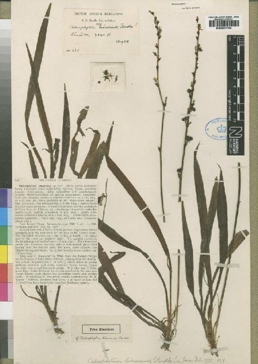 Chlorophytum comosum (Thunb.) Jacques - BM000911766