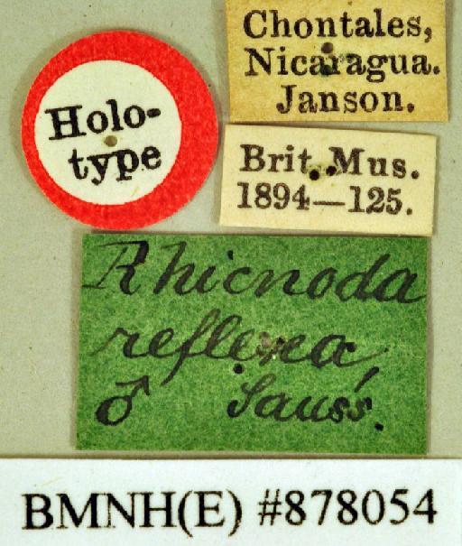 Rhicnoda reflexa Saussure & Zehntner, 1893 - Rhicnoda reflexa Saussure & Zehntner, 1893, male, holotype, labels. Photographer: Heidi Hopkins. BMNH(E)#878054