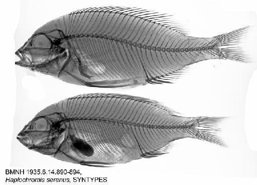 Haplochromis serenus Trewavas, 1935 - BMNH 1935.6.14.890-894, Haplochromis serenus, SYNTYPES, Radiograph