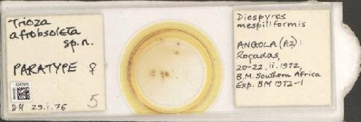 Trioza afrobsoleta Hollis, 1984 - BMNHE_1247370_1585