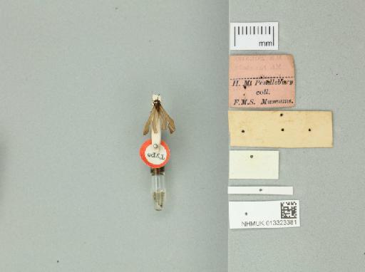 Sciops elongata Banks, 1931 - 013323381_additional