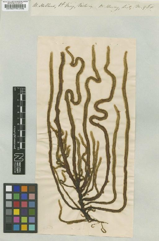 Myriogloea sciurus (Harvey) Kuckuck ex Oltmanns - BM000562783