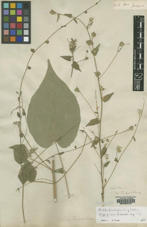 Abutilon trisulcatum (Jacq.) Urb. - BM000645131