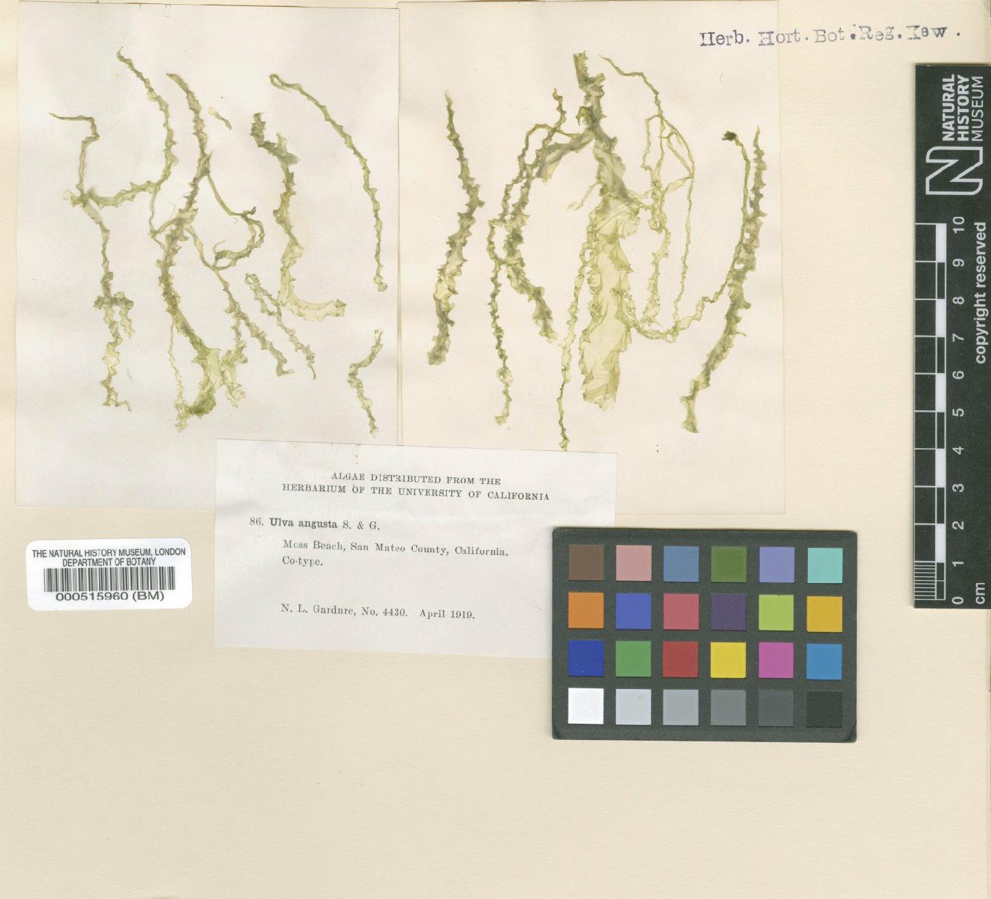 To NHMUK collection (Ulva angusta Setch. & Gardner; TYPE; NHMUK:ecatalogue:4831110)
