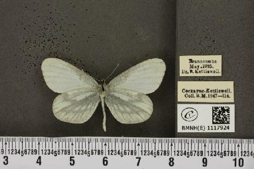 Leptidea sinapis sinapis Linnaeus, 1758 - BMNHE_1117924_73097