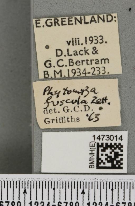 Chromatomyia fuscula (Zetterstedt, 1838) - BMNHE_1473014_label_48286