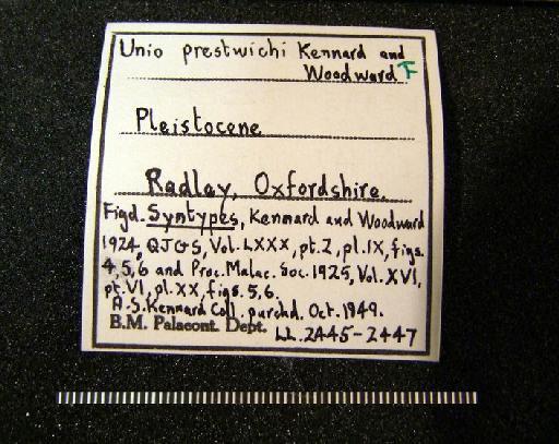 Unio prestwichi Kennard & Woodward, 1924 - LL 2445-LL 2447. Unio prestwichi (label 1)