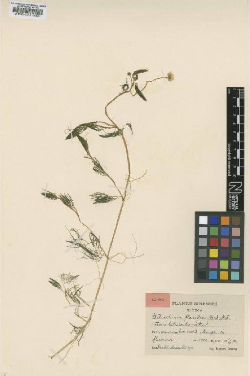 Ranunculus flavidus (Hand.-Mazz.) C.D.K.Cook - BM000564389
