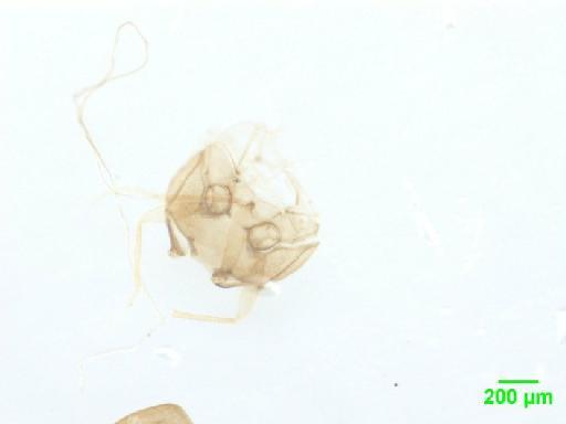 Scaphidiinae Latreille, 1806 - 010188832__